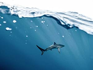 Shark Tank als personeelsuitje in Zandvoort